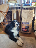 Sucha karma Look4dog CARE Indyk i bataty 12 kg